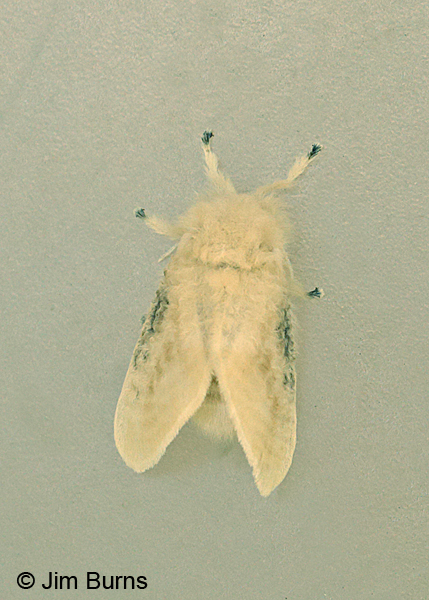Black-waved Flannel Moth dorsal view, Arkansas