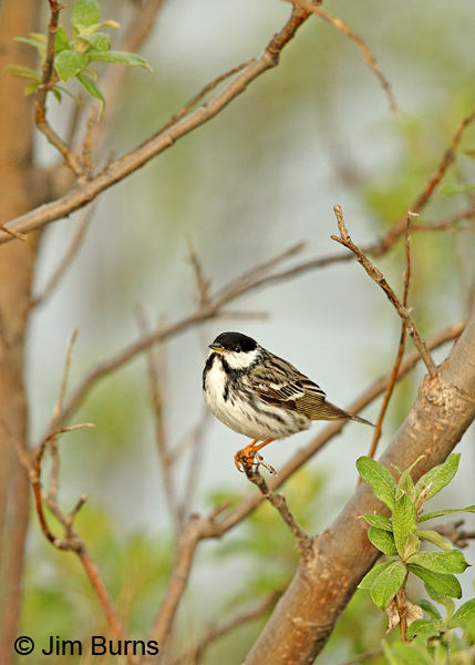 Blackpoll Warbler male in willows