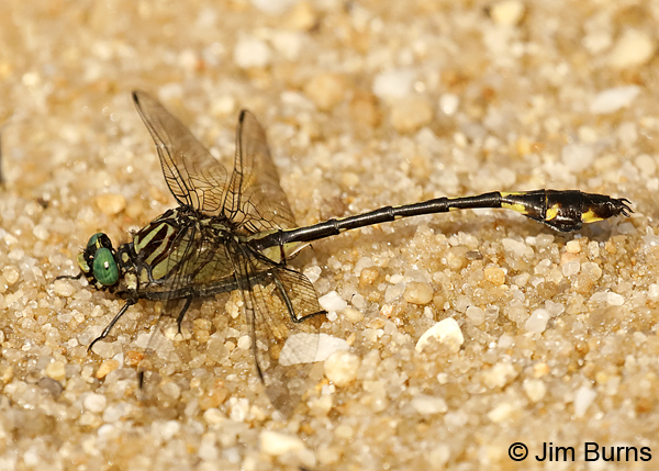 Blackwater Clubtail male, Escambia Co., FL, May 2018--9171