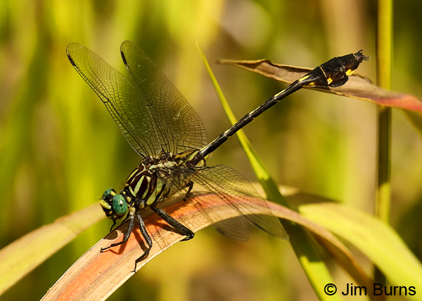 Blackwater Clubtail male obelisking, Escambia Co., FL, May 2018--9375
