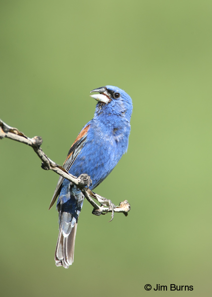 Blue Grosbeak male singing