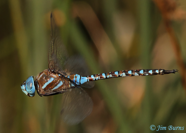 In summer dragonflies like this beautiful male Blue-eyed Darner ply the waters of Ayer Lake.