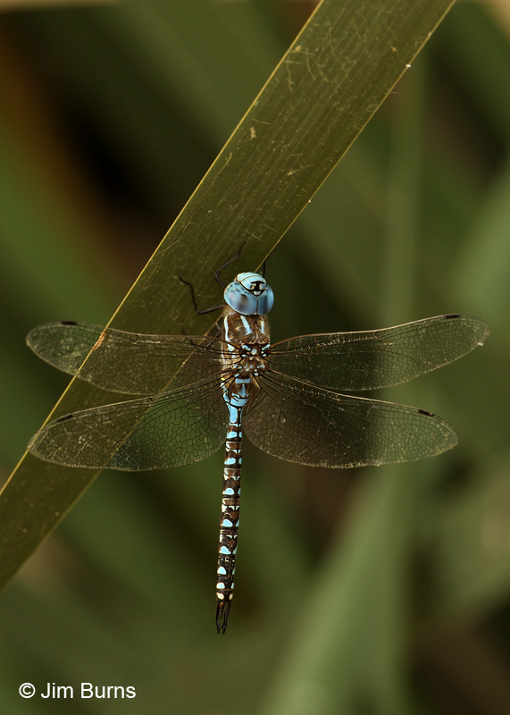 Blue-eyed Darner male, Pima Co., AZ, August 2011