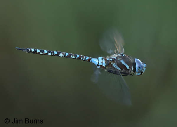 Blue-eyed Darner male in flight, Eddy Co., NM, August 2014