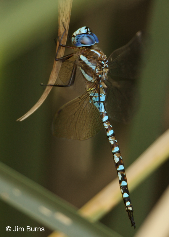 Blue-eyed Darner male profile, Pima Co., AZ, August 2011