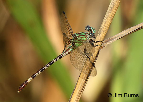 Blue-faced Ringtail female showing face, Gonzales Co., TX, August 2017