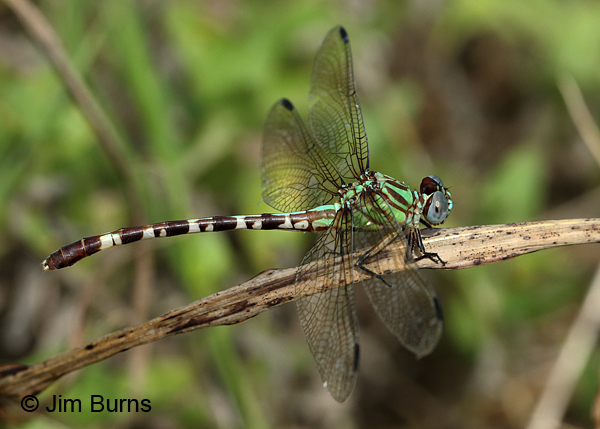 Blue-faced Ringtail female on grass, Gonzales Co., TX, August 2017