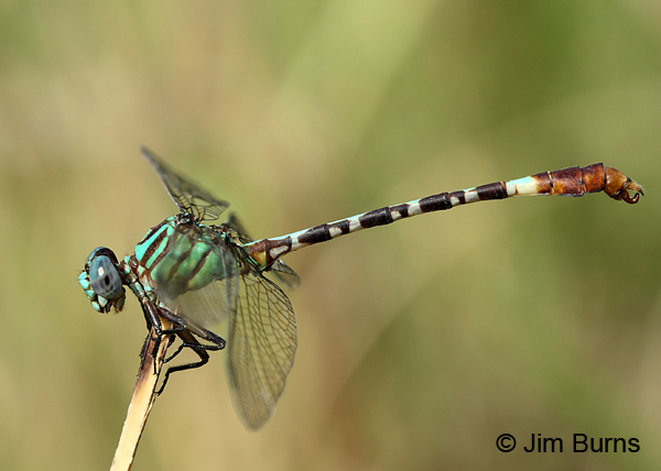 Blue-faced Ringtail male, Gonzales Co., TX, August 2017