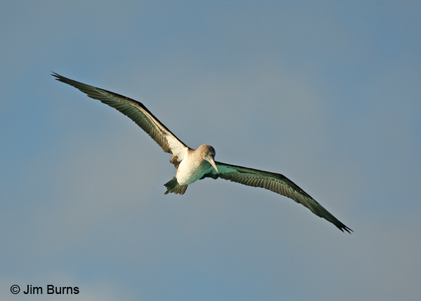 Blue-footed Booby in flight reflecting aqua water