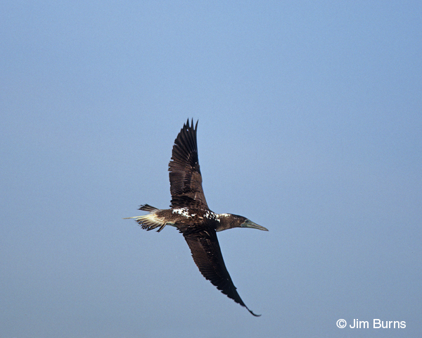 Blue-footed Booby in flight