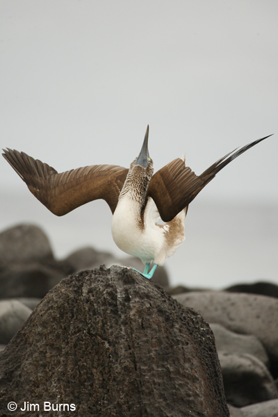 Blue-footed Booby male displaying