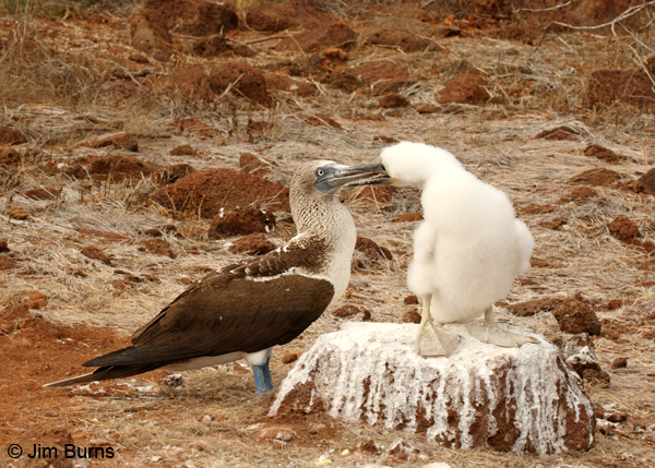 Blue-footed Booby male feeding chick