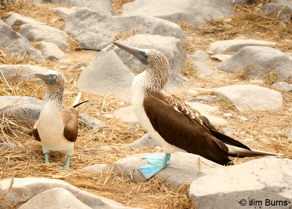 Blue-footed Booby pair (male left, female right)