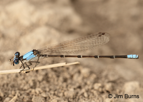 Blue-fronted Dancer male devouring moth, Hidalgo Co., TX, November 2011
