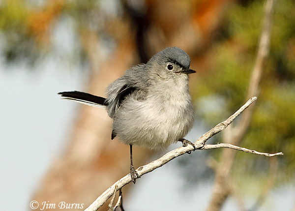 Blue-gray Gnatcatcher malefeathers fluffed out on a cool morning--2967