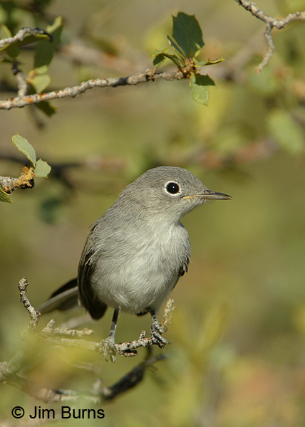 Blue-gray Gnatcatcher juvenile