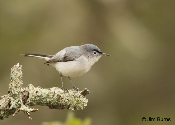 Blue-gray Gnatcatcher male with insect