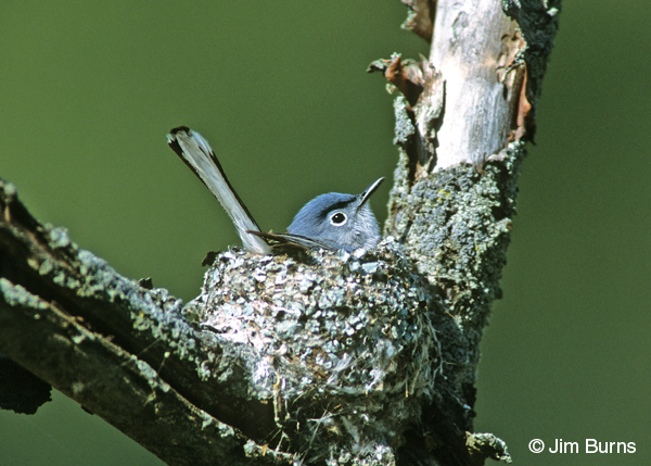 Blue-gray Gnatcatcher on nest