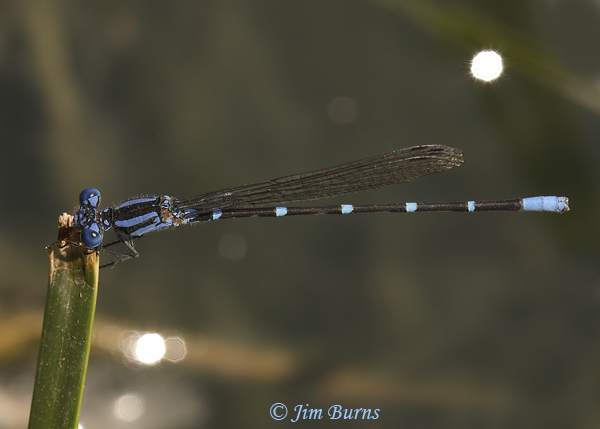 Blue-ringed Dancer male with bokeh, Pinal Co., AZ, June 2021--7852