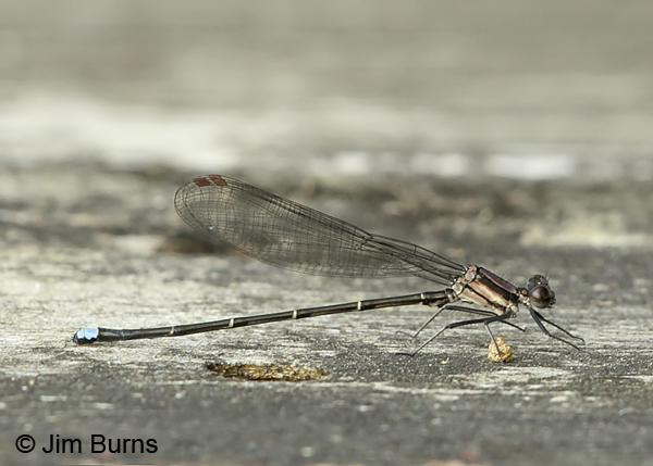 Blue-tipped Dancer male, Horry Co., SC, May 2014