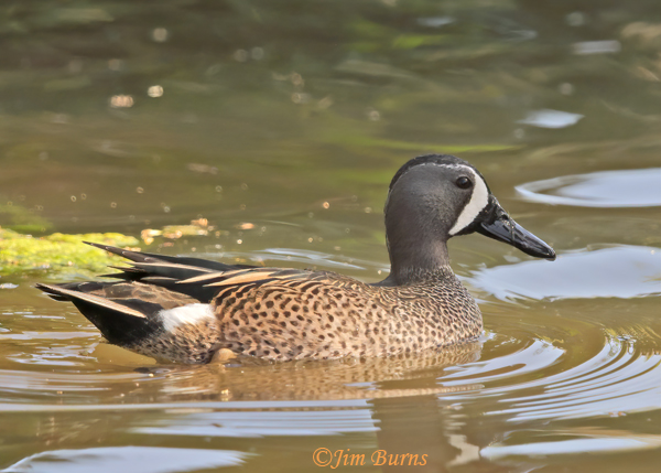 Blue-winged Teal male on water--9674
