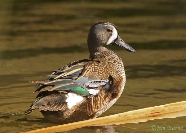 Blue-winged Teal male--9755
