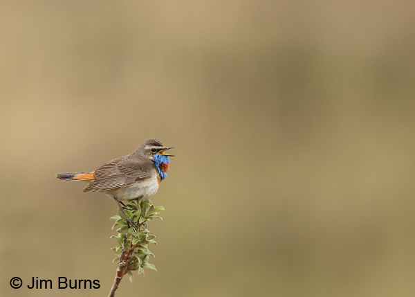 Bluethroat throat patch expanded