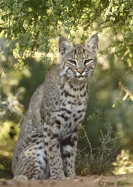 Bobcats are sometimes seen passing through the arboretum, and one year a pair had young in a den in the rocks  south of the Cactus Succulents Garden.