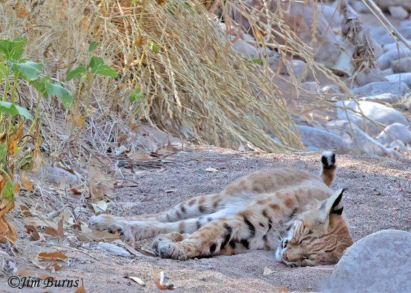 A sleepy Bobcat kit rests along the dry bed of Queen Creek.