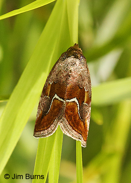 Bog Lithacodia Moth, Pennsylvania