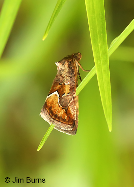 Bog Lithacodia Moth lateral view, Pennysylvania