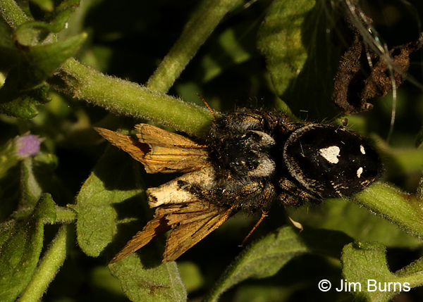 Bold Jumping Spider with male Sachem, Texas