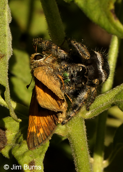 Bold Jumping Spider with male Sachem, Texas