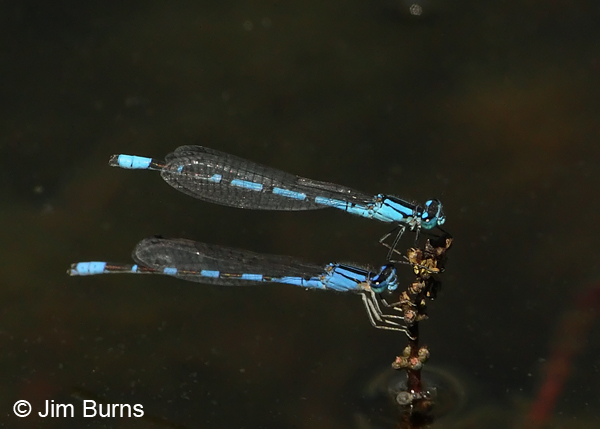 Boreal (top) and Tule Bluet perched together, Apache Co., AZ, August 2012