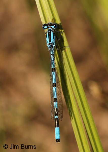 Boreal Bluet male dorsal view, Jackson Co., OR, July 2013