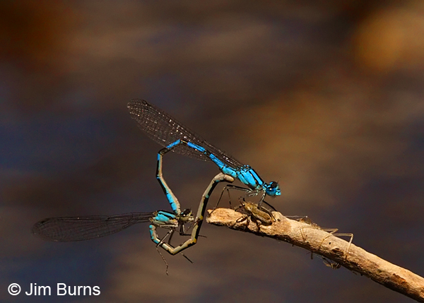 Boreal Bluet pair in wheel, Jackson Co., OR, July 2013