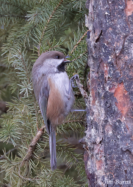 Boreal Chickadee talking to nestlings in a cavity--6603
