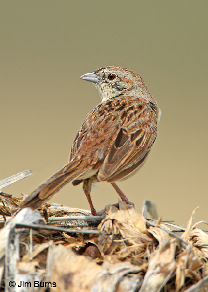 Botteri's Sparrow dorsal view