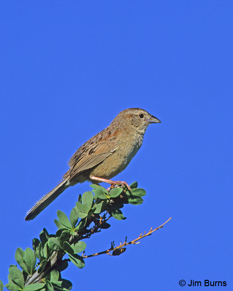 Botteri's Sparrow on Ocotillo