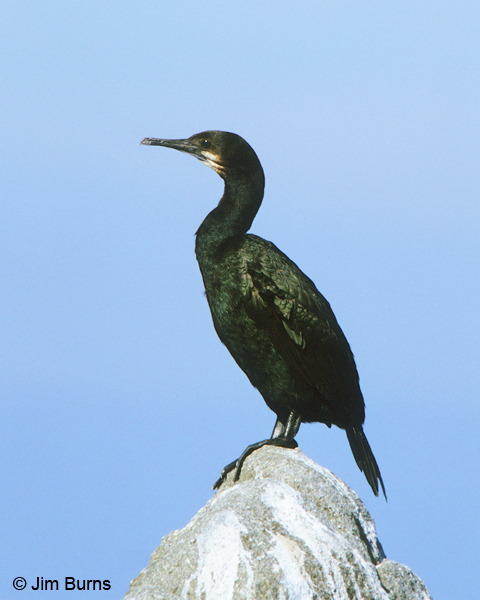 Brandt's Cormorant juvenile