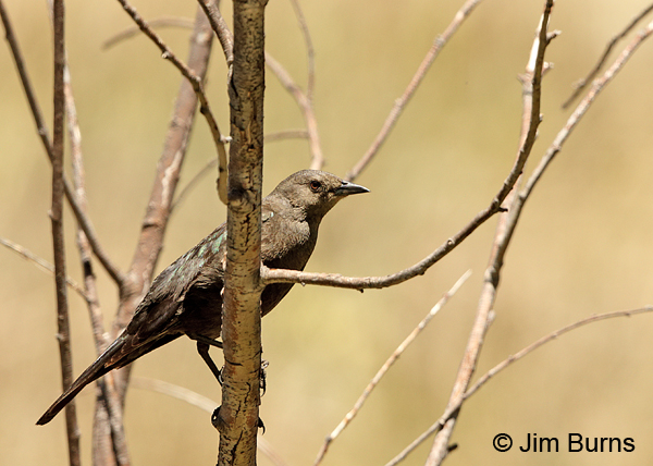 Brewer's Blackbird immature male showing iridescence