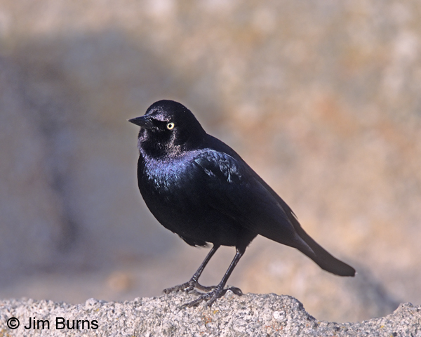 Brewer's Blackbird male purple iridesence