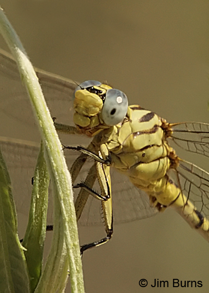 Brimstone Clubtail male head and thorax close-up, Sandoval Co., NM, August 2013