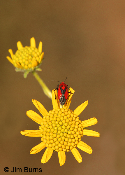 Brittlebush with red and black bug, Arizona
