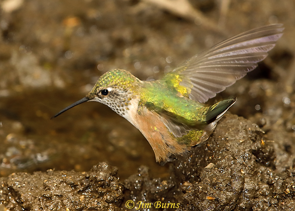 Broad-tailed Hummingbird immature bathing--6053