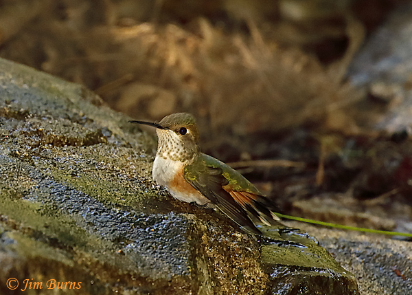 Broad-tailed Hummingbird female bathing in spring--6240