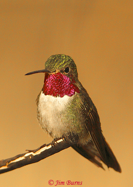 Broad-tailed Hummingbird male--3071