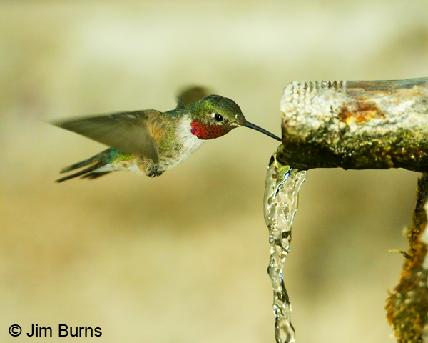 Broad-tailed Hummingbird male drinking at spring