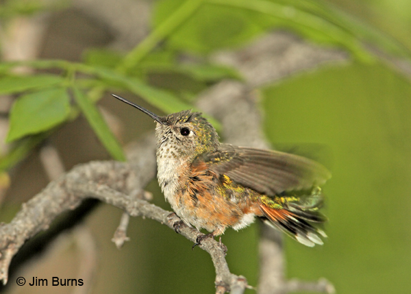 Broad-tailed Hummingbird female preening after bath