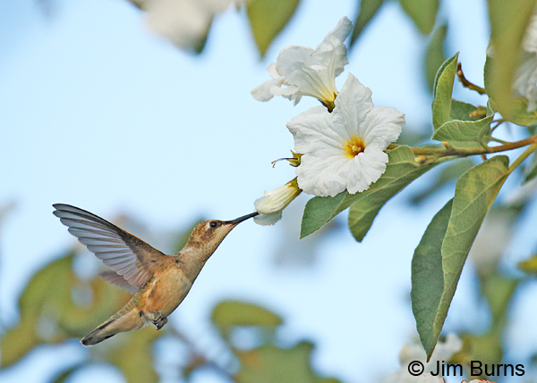 Broad-tailed Hummingbird female at Texas Olive